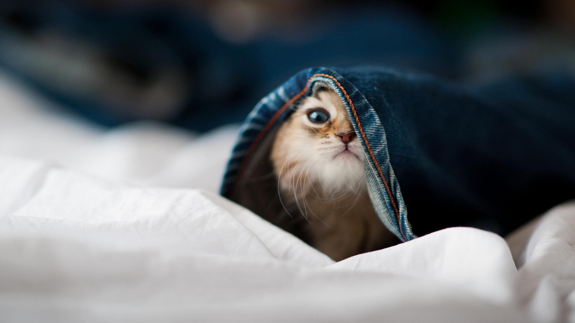 体育新闻中心协办全国体育新闻传播创新竞赛,体育新闻比赛