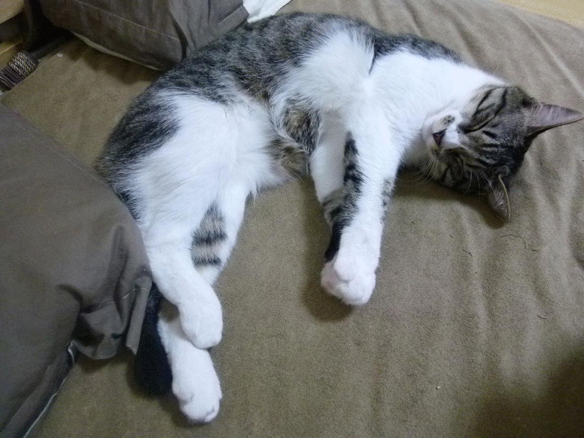 体育新闻中心发布运动表现数据智能分析系统,体育运动 新闻