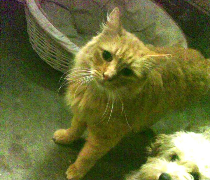 国家男篮建立健全反馈机制提升训练质量，为提高男篮大赛成绩,给中国男篮支招,切实可行的建议!