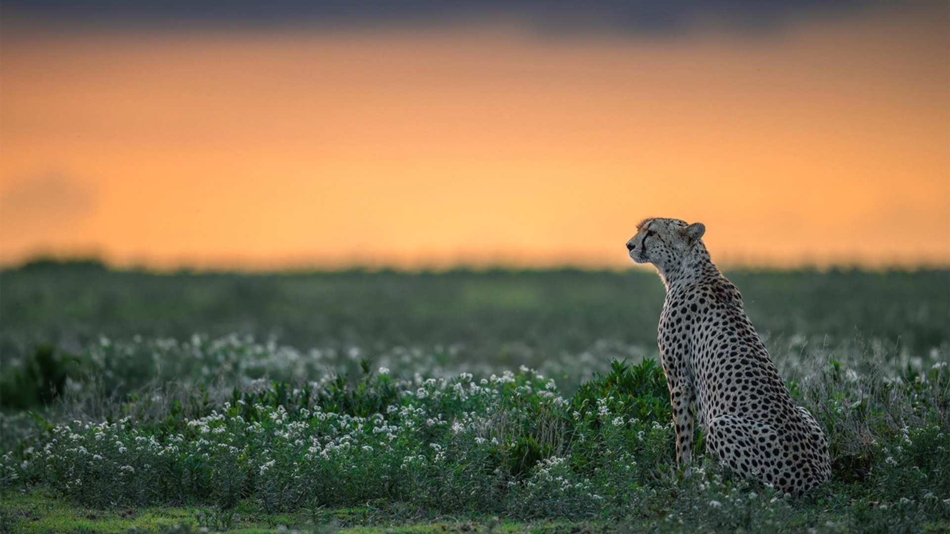 得分能力不稳定是否是季后赛隐患,得分能力强