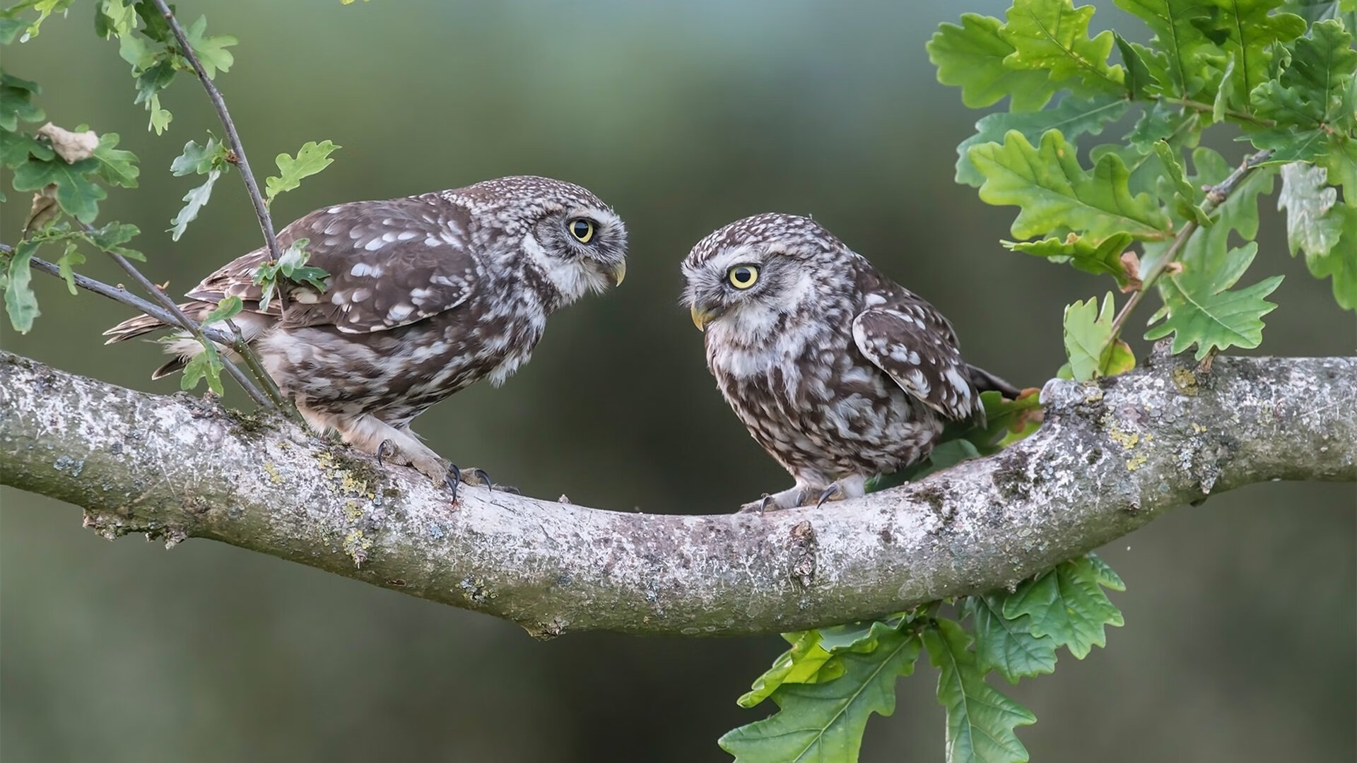 新赛季换帅潮涌现战术革新期待高，马上新赛季了