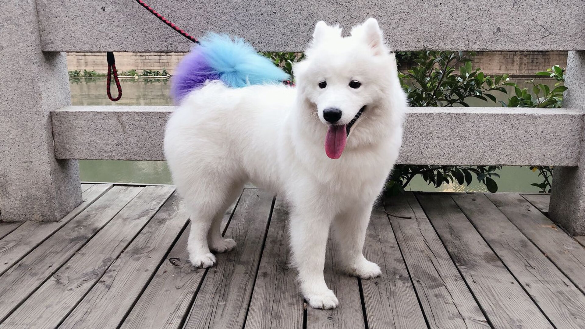 800米自由泳梅尔滕斯冲击领奖台，800米自由泳决赛