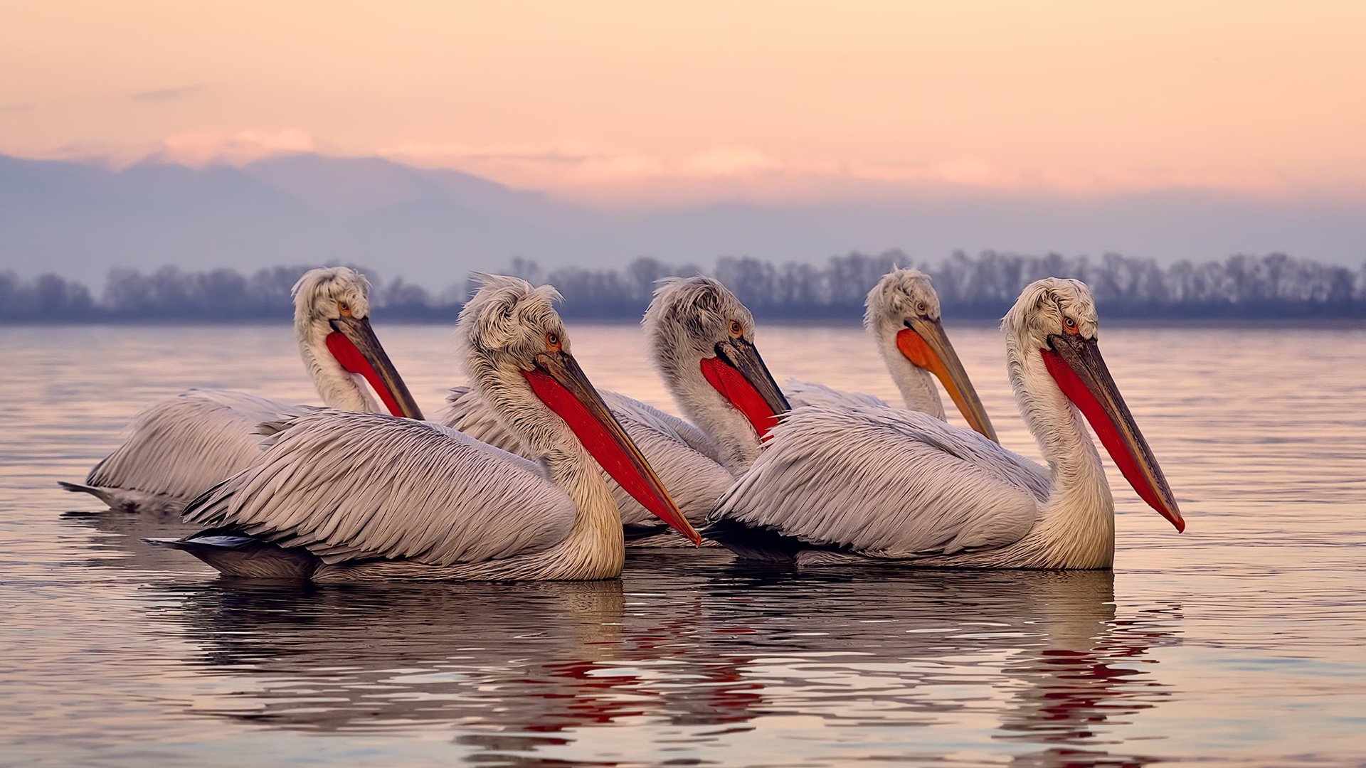 国王重点演练快攻转换保持进攻压迫，国王进攻集锦