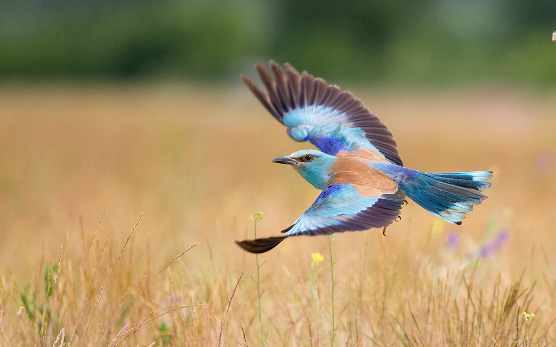 开云体育app下载-塞尔维亚女篮在国际赛场中奋勇拼搏，夺取佳绩