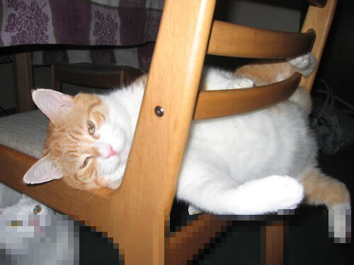 开云体育app在线-弗朗索瓦·斯图尔特：南非羚羊队的中场霸主，弗朗索瓦乌斯特