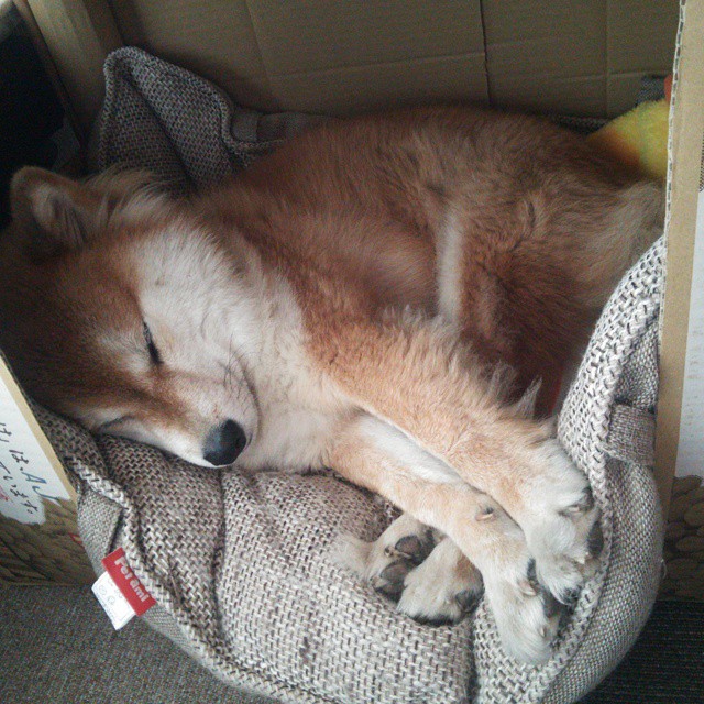 自由泳中距离比利时节奏掌控好,自由泳长距离的视频