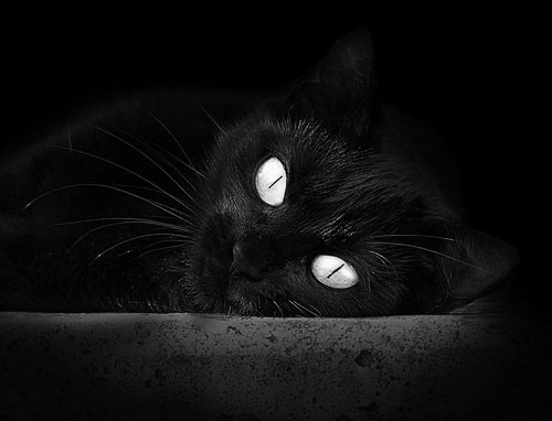 自由泳中距离比利时节奏掌控好,自由泳长距离的视频