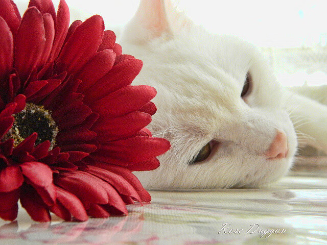 中国篮球是否需要打造城市间对抗体系，城市篮球队