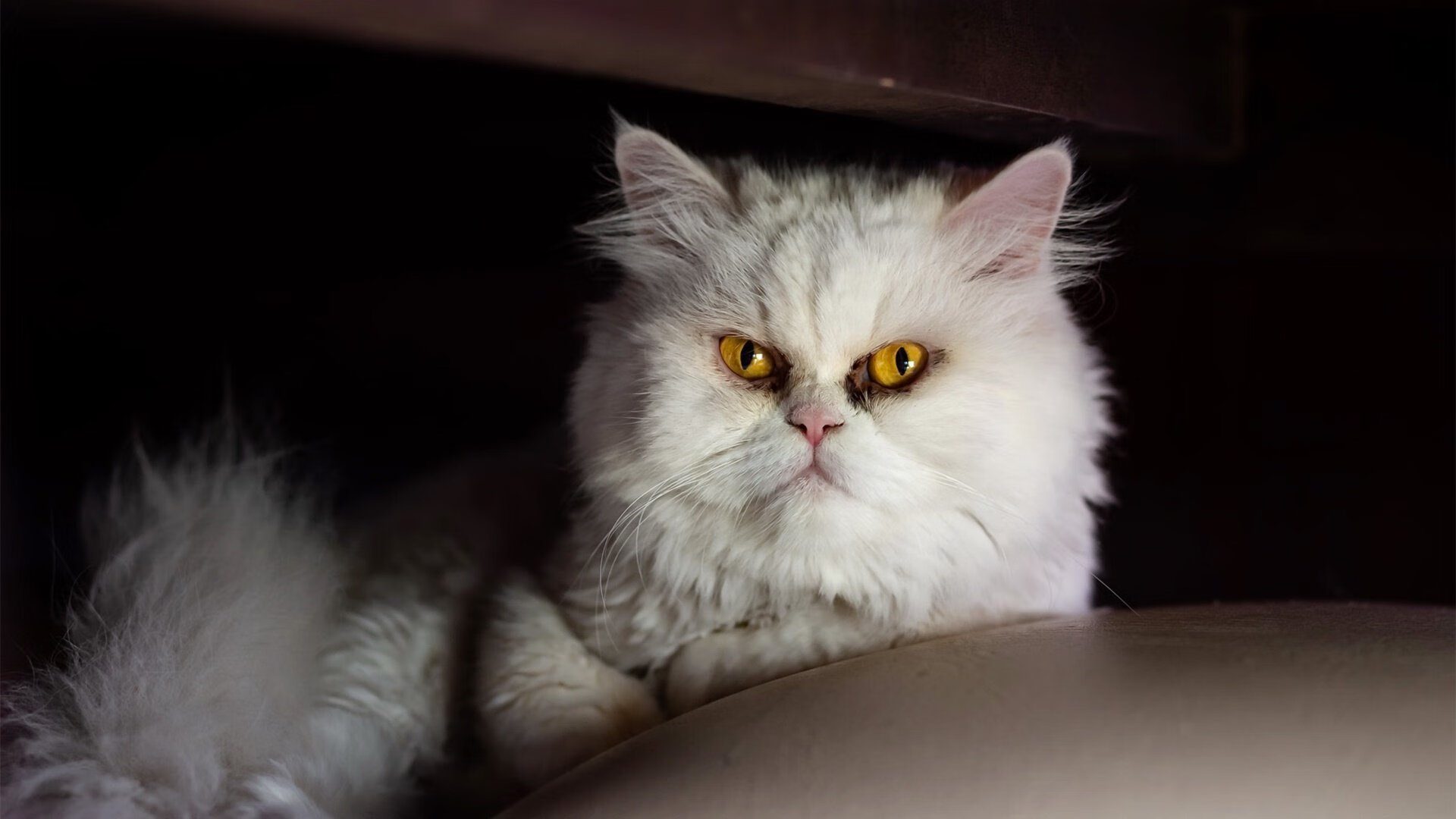 中国篮球赛事品牌如何构建长期用户粘性，篮球品牌市场占有率